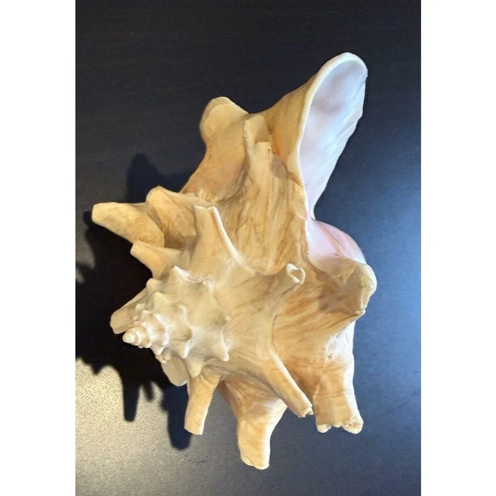 Bahamas Large Conch Seashell Vintage Ocean Decor Big Decorative Beach Sea Shell